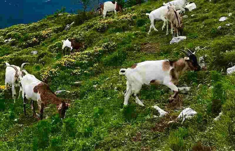 Best Grass for Goats - Farm Animals World